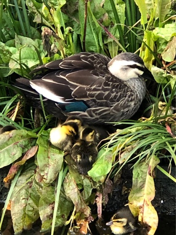 星川はとってもアニマル!